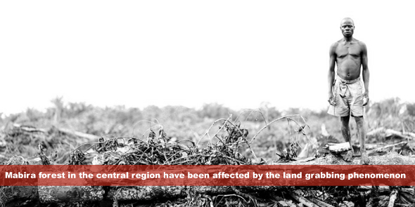 Mabira Forest have been affected or are yet to be affected by the land grabbing phenomenon